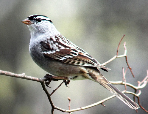 BIRDS - 2026