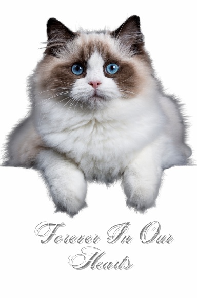 Forever In Our Hearts