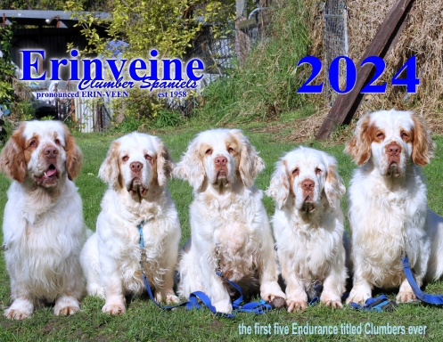 2024 Erinveine Clumber Spaniels 12 month wall calendar