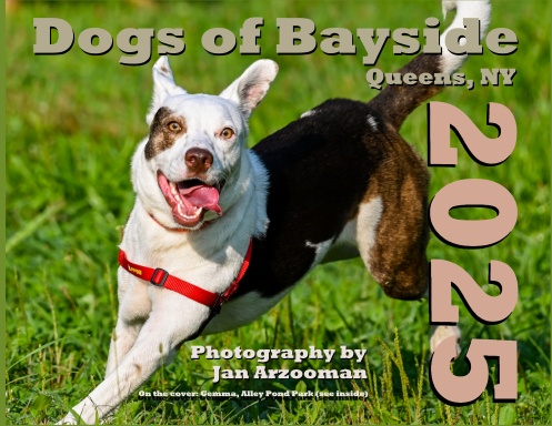 Dogs of Bayside