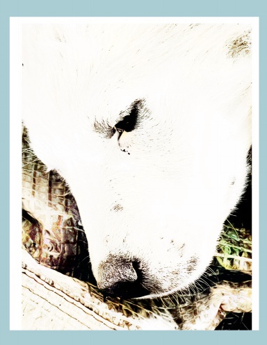 Paws & Colors: A Dog Lover's Coloring Adventure