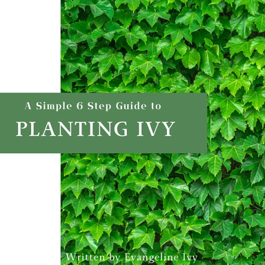 Ivy Guide