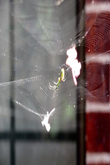 Web of Thoughts Journal