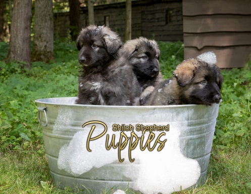 Shiloh Puppies 18th Edition