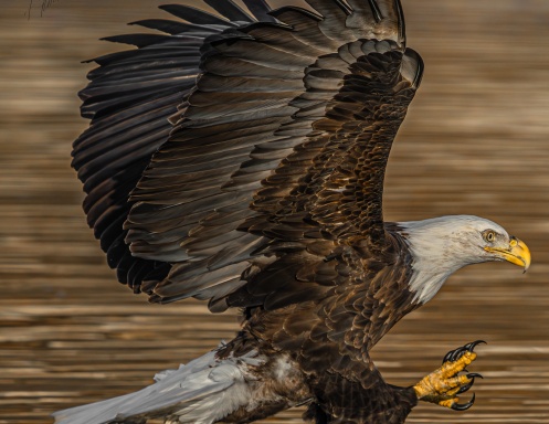 2025 Bald Eagles
