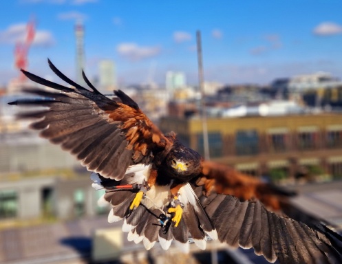 Spitfire Avian Pest Control 2026