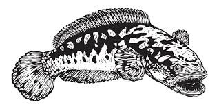 Snakeheads