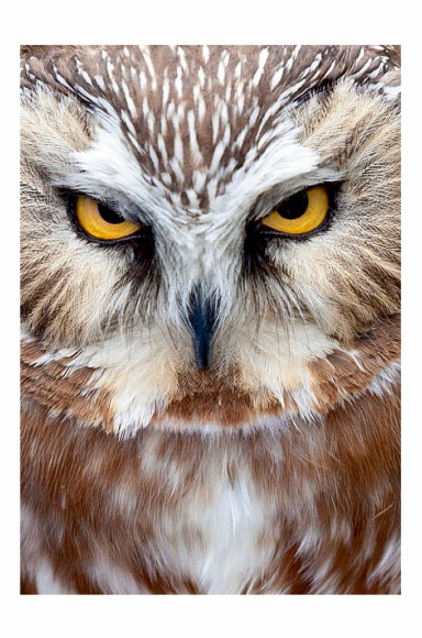 Nocturnal As the Owl by Ivana Nawel Walters