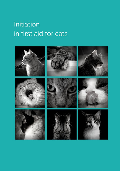 Initiation in first aid for cats