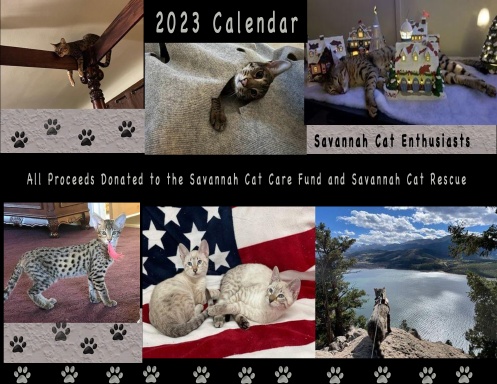 Savannah Cat Calendar 2023