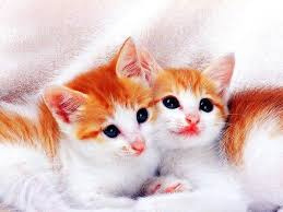 Curb The Cat