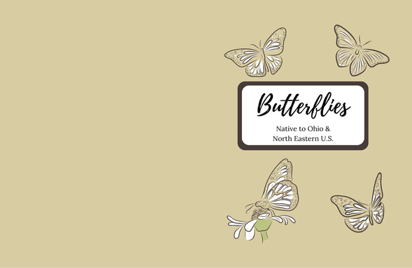 Butterfly Activity Book