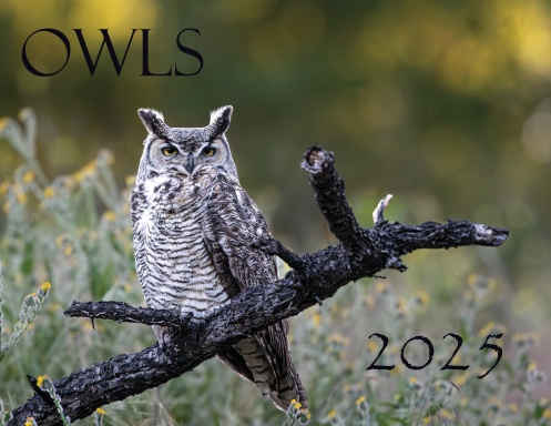 2025 Owls Calendar