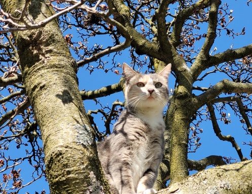 Kitty B&B 2025