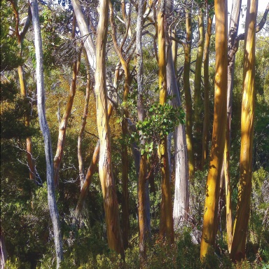 Art e-Scapes - Scenes & Scenery
