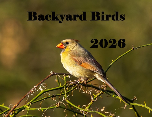 Backard Birds 2026