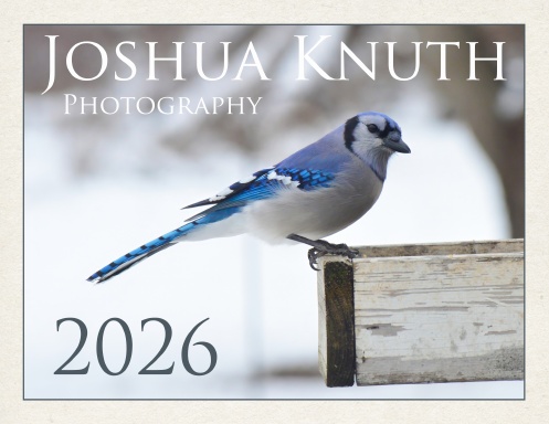 Backyard birds 2026