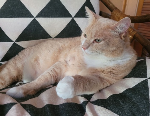 The Kitty B&B