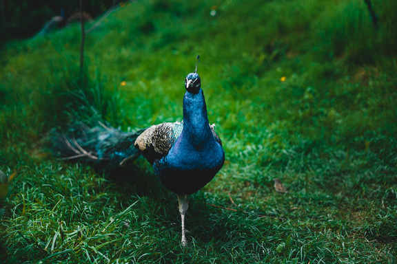 Ecology and Conservation Status of Indian Peafowl in India – A review