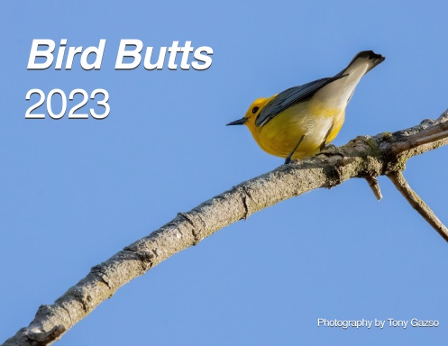Bird Butts 2023