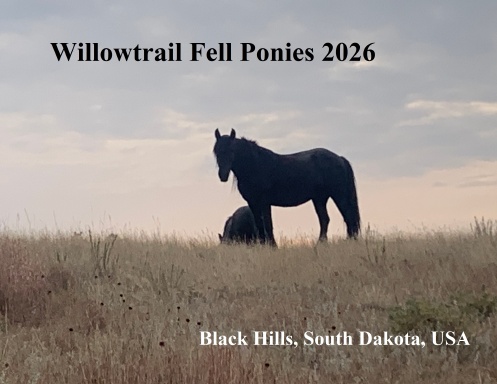 Willowtrail Fell Ponies 2026