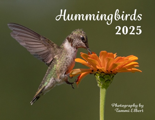 Hummingbirds - 2025