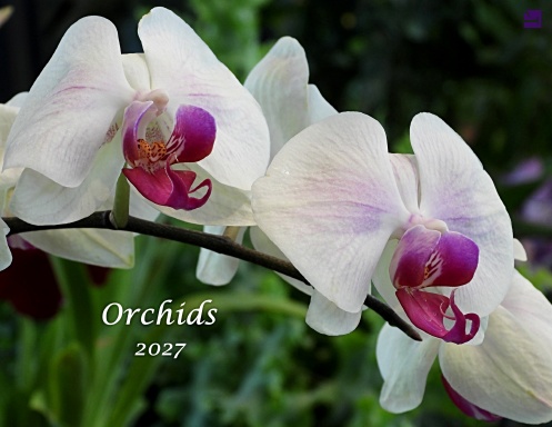 Orchids - 2027