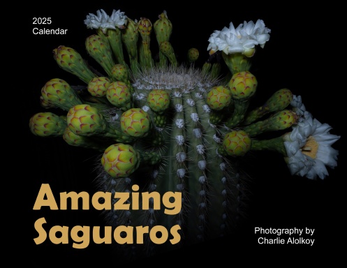 Amazing Saguaros