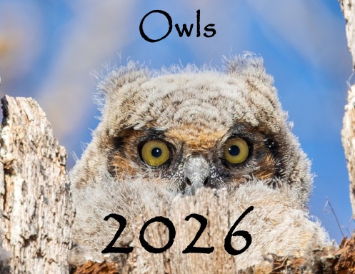 Owls 2026 Calender