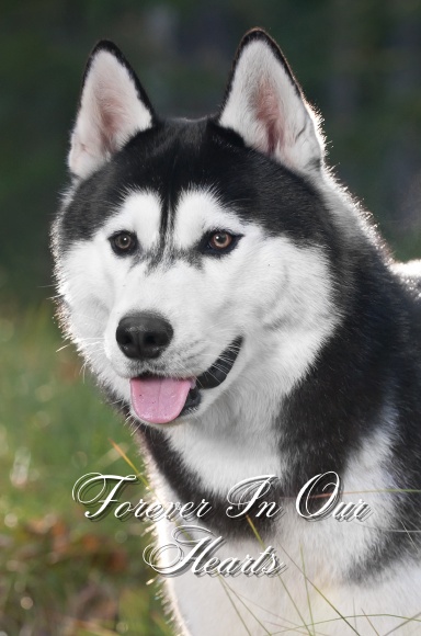 Forever In Our Hearts