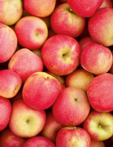 A Trip to the Apple Orchard