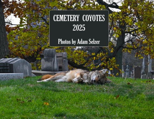 Cemetery Coyotes 2025