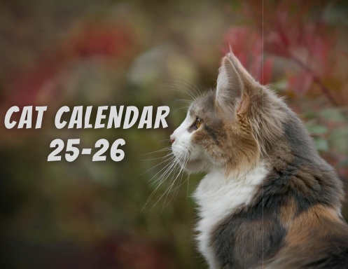 Cat Calendar 2025 2026