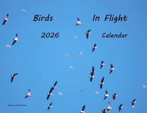 Birds in Flight 2026 Calendar