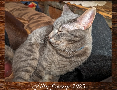 Silly George 2025