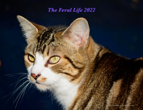 Feral Life Cats 2022 Photo Calendar