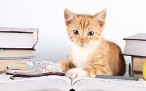 CURB THE CAT