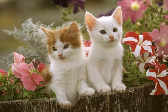 Curb The Cat
