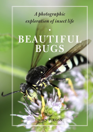 Beautiful Bugs