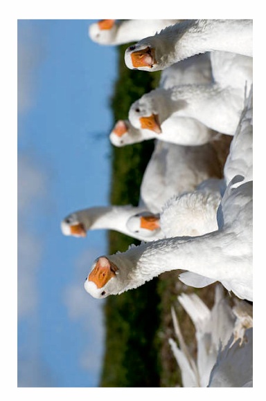 The Chicken or The Egg Addresses by Yousra Victoria Prosper