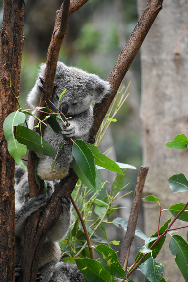 Koala