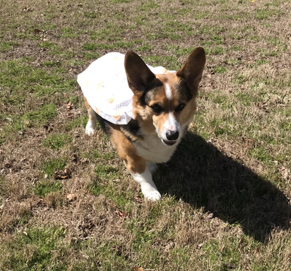 Java Dog