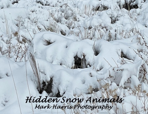 Hidden Snow Animals