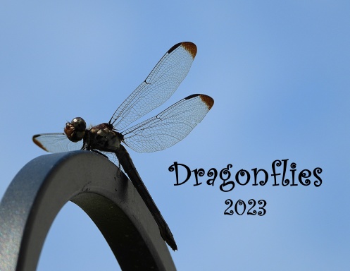 Dragonflies - 2023