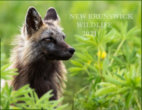 New Brunswick Wildlife