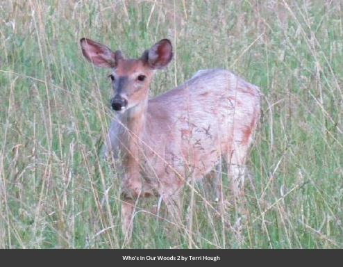 Who's In Our Woods 2