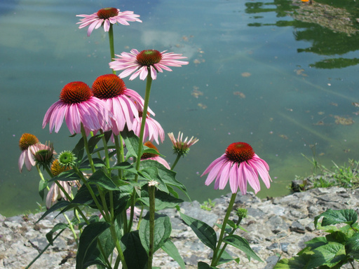 JOURNEY TO A SECOND SPRING