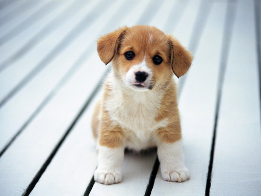 Dog Owners Delight