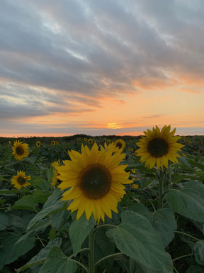 The Little Seed's Journey