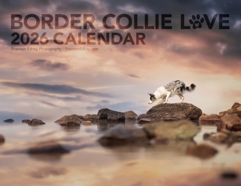 Border Collie Love 2026